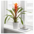 BROMELIACEAE Potted plant