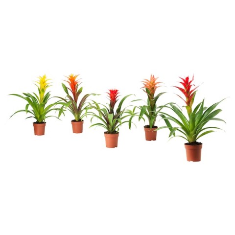 BROMELIACEAE Potted plant