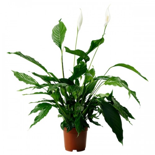 SPATHIPHYLLUM Potted plant